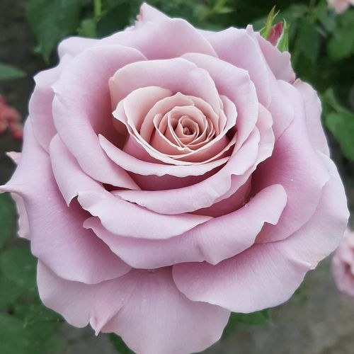Rosen Online Bestellen stammrosen rosenbaum hochstammRosa Simply Gorgeous™ - stark duftend - Stammrosen - Rosenbaum . - rosa - John Ford0 - 0